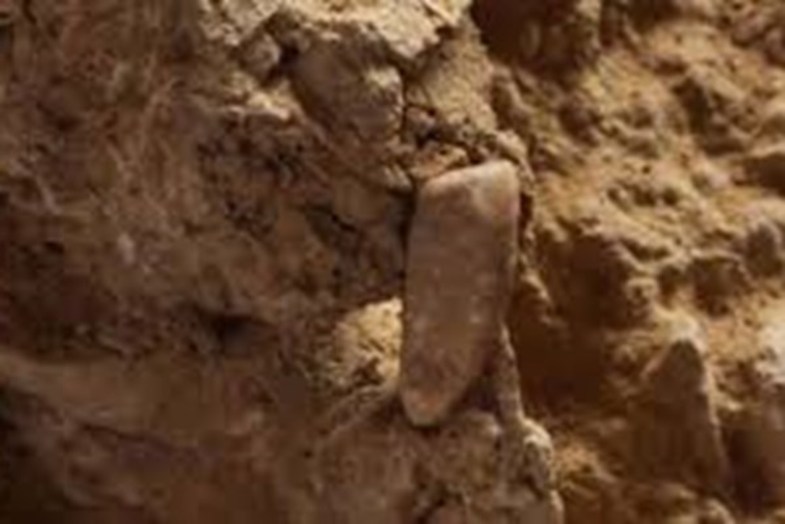 کشف دندان شیری ۵۶۰ هزار ساله +تصاویر